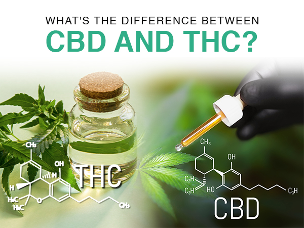 What’s the difference between CBD and THC?