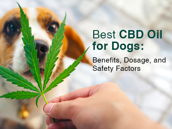 Best CBD Oil for Dogs: Benefits, Dosage, and Safety Factors