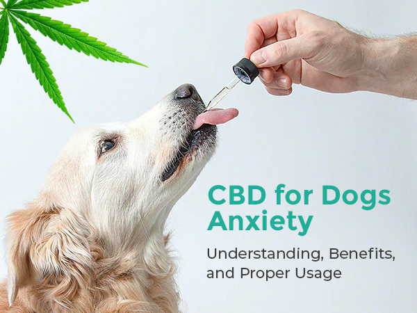 CBD for Dogs Anxiety: Understanding, Benefits, and Proper Usage